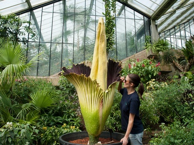 Titan arum