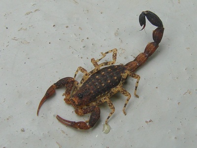 Tityus scorpions