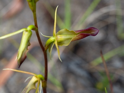Tongue orchid