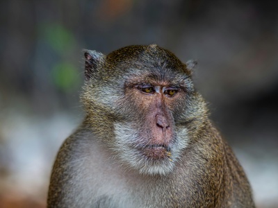 Tonkin snub-nosed monkey