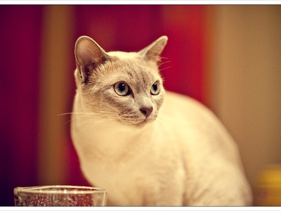 Tonkinese