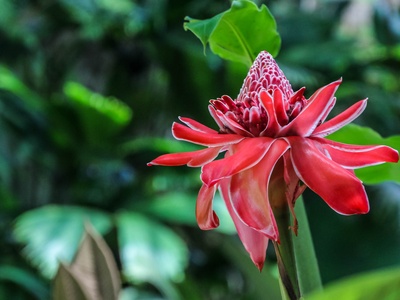 Torch ginger