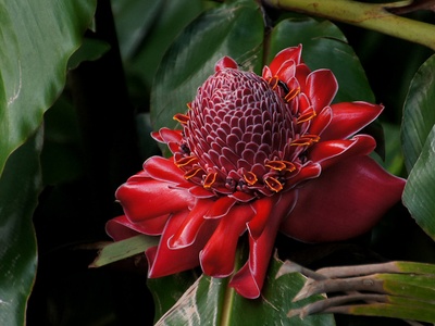 Torch ginger
