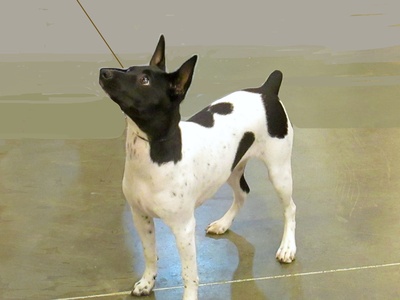 Toy Fox Terrier