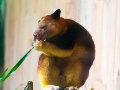 Tree kangaroo