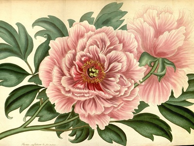 Tree peony