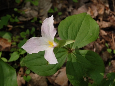 Trillium
