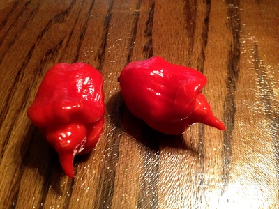 Trinidad scorpion