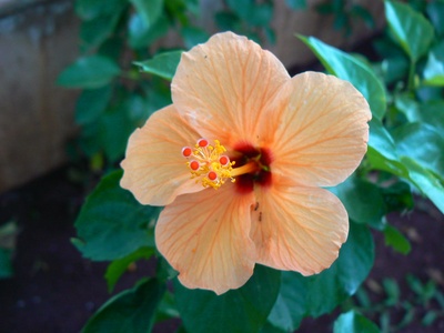 Tropical hibiscus