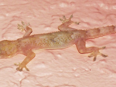 Tropical house gecko