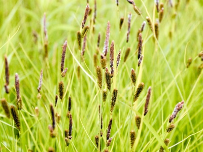 Tussock sedge