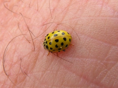 Twenty-two-spot ladybird
