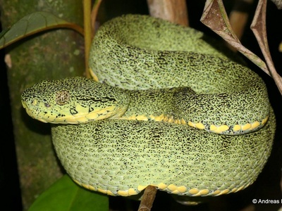 Two-striped forest-pitviper