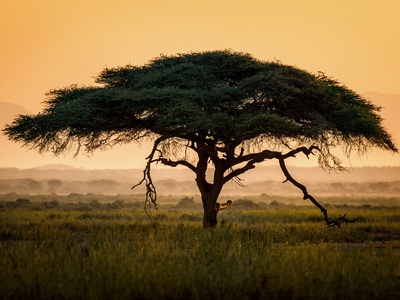 Umbrella thorn acacia