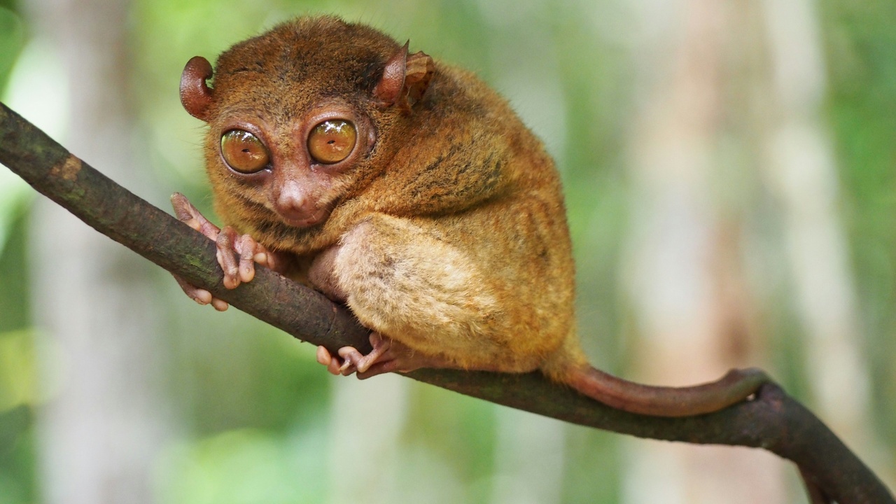 Tarsier, aye-aye and ring-tailed lemur portraits