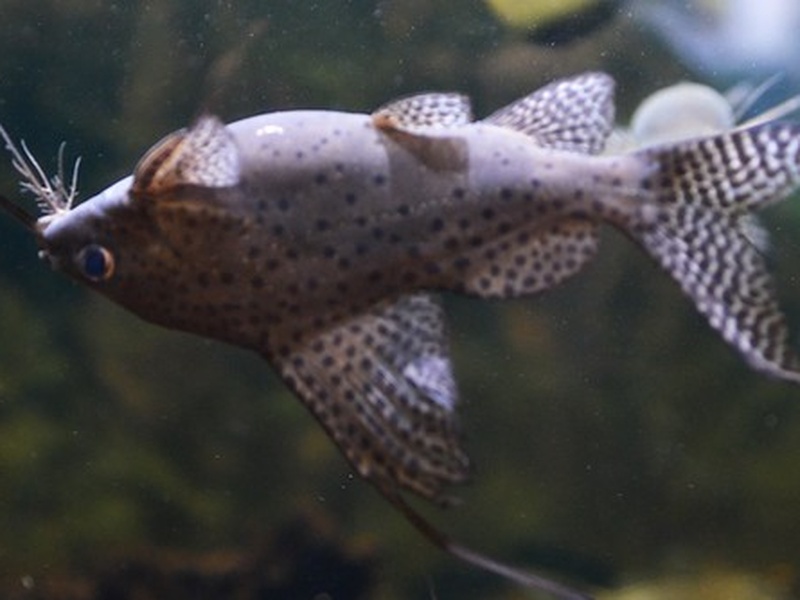 Fish Of The Democratic Republic Of The Congo - Flora Fauna Fun