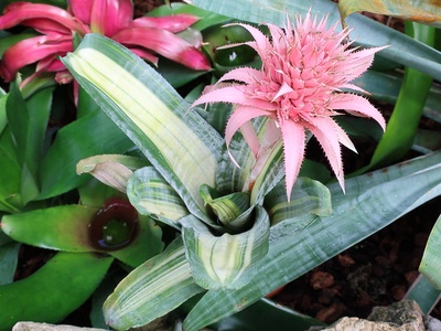 Urn bromeliad