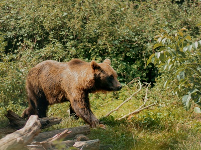 Ursus arctos