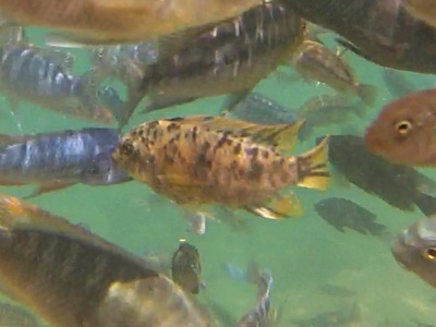 Utaka cichlid