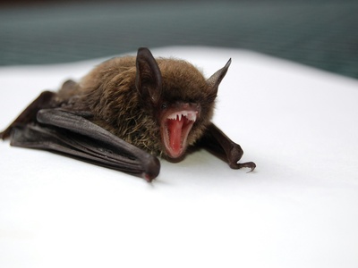 Vampire bat