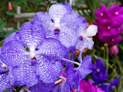Vanda orchid