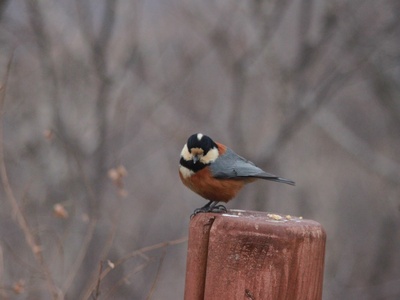 Varied Tit