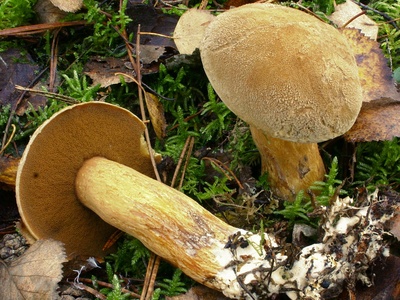 Velvet Bolete