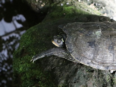 Vietnamese leaf turtle