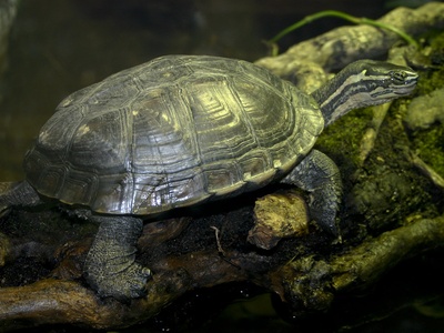 Vietnamese pond turtle