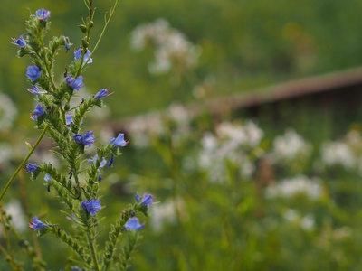 Viper's bugloss