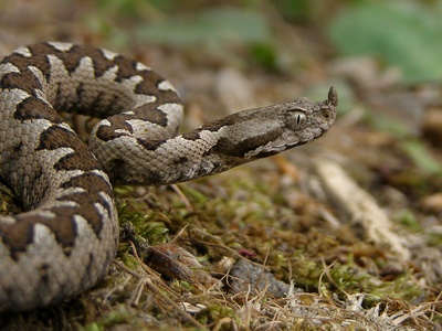 Vipera ammodytes