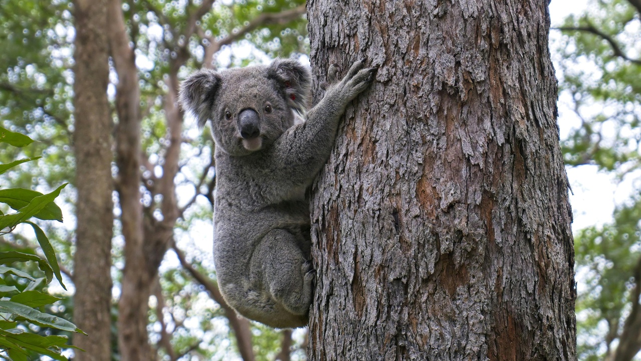 Soot-covered rescued koala from 2019–20 bushfires being treated by rescuers