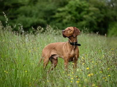 Vizsla
