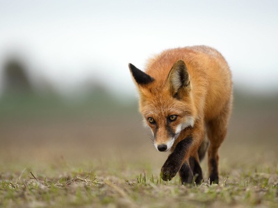 Vulpes vulpes