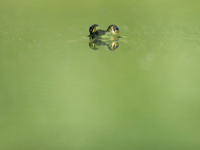 Wallace's flying frog