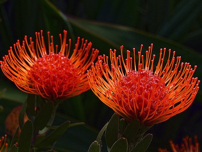 Waratah