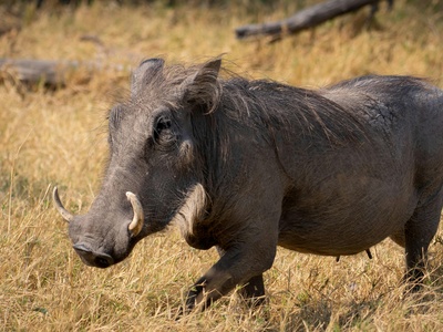 Warthog