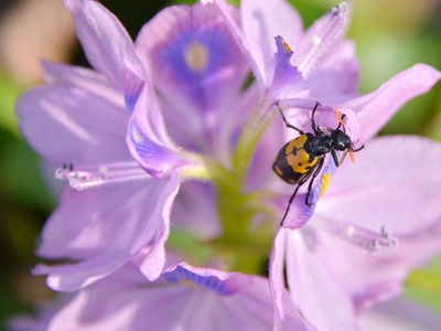 Water hyacinth