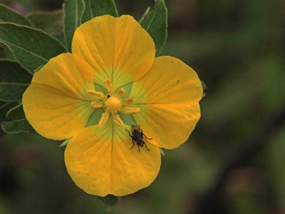 Water primrose