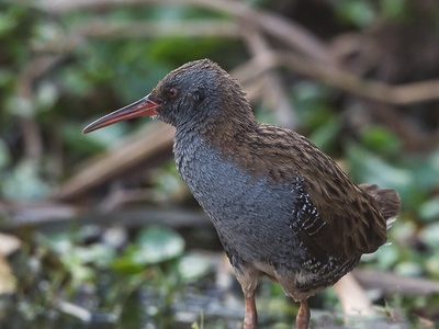 Water rail