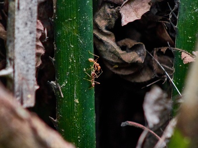 Weaver ant