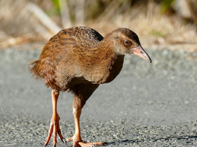 Weka