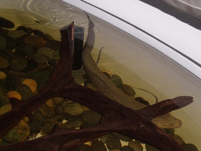 West African lungfish