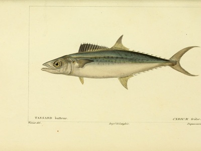 West African Spanish mackerel