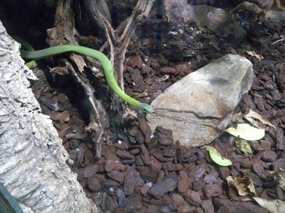 Western green mamba