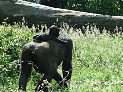 Western lowland gorilla
