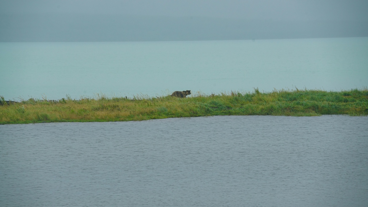 Wetland habitat in Nemunas Delta with reedbeds and waterways, home to otters and beavers
