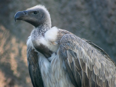 White-backed vulture