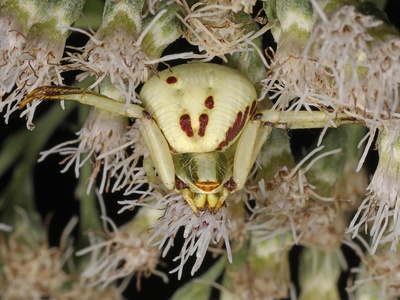 White-banded crab spider