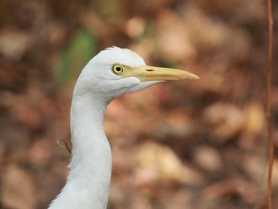 White-bellied heron
